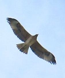 Aquila di Bonelli